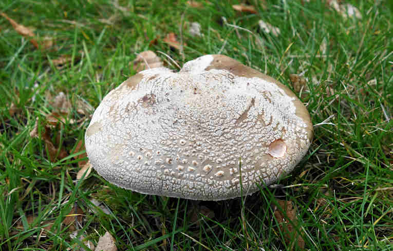 Amanita rubescens